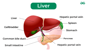 Liver function