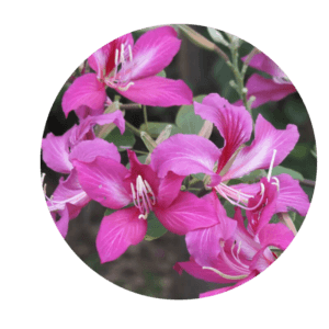 Bauhinia variegata