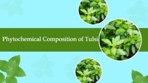 Phytochemical Composition of Tulsi
