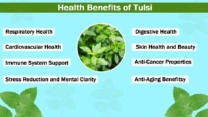 Health Benefits of Tulsi