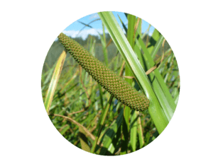 Acorus Calamus