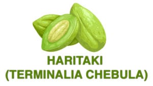 Haritaki (Terminalia chebula)