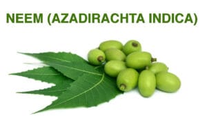 Neem (Azadirachta indica)