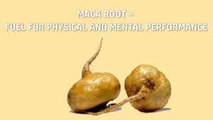 Maca Root – Fuel for Physical and Mental Performance
