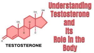 Understanding Testosterone and Its Role in the Body