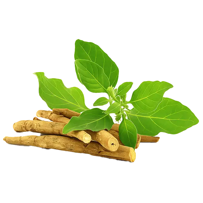 अश्वगंधा